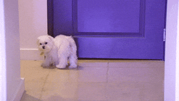 shahs of sunset puppy GIF by RealityTVGIFs