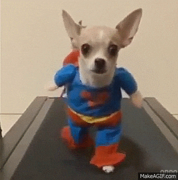 chihuahua coming GIF