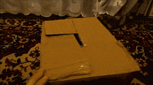 cat box GIF
