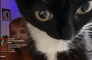 What The Hell Eyes GIF