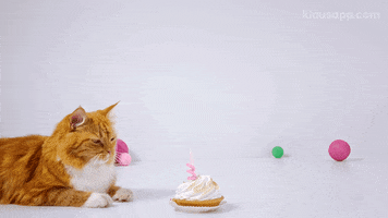 Happy Birthday Bday Cake GIF by Klaus
