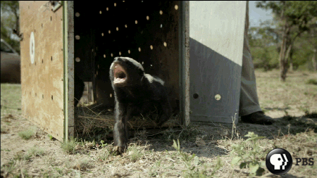 Honey Badgers GIFs - Get the best GIF on GIPHY