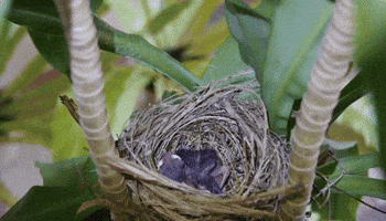 birds nest GIF