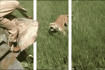 Ranthambore-tiger-reserve GIFs - Get the best GIF on GIPHY