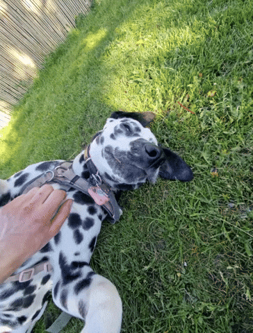 Dalmatian GIF