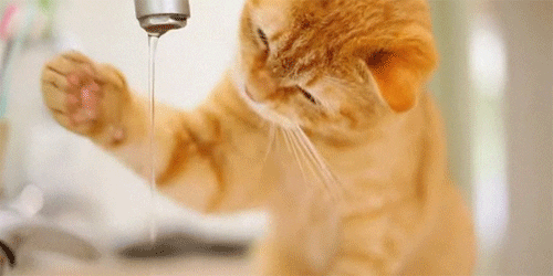 kitten cat gif pawing water