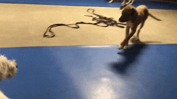 Top-Pancs GIF
