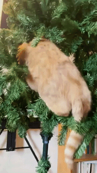 Santa's Helper: Cat Climbs Up Christmas Tree While