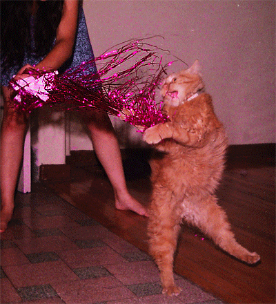 Image result for cat with streamers gif