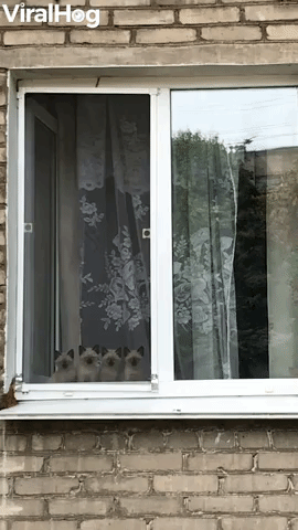 to the window to the wall gif