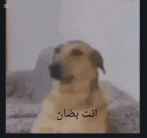 بضان GIF