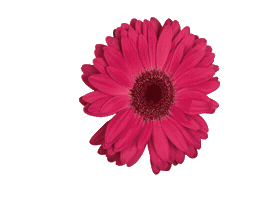 ınternational Beauty Sticker