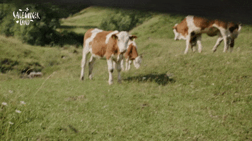 So What Chill GIF by SalzburgerLand