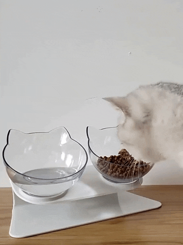Buy Anti-Vomiting Cat Feeding Glass Bowls in Australia - TRP – The Relaxing Pets