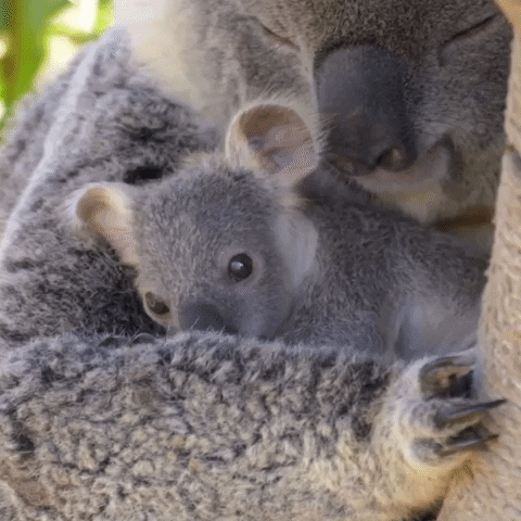 Baby Love GIF by San Diego Zoo Wildlife Alliance