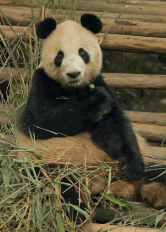 giphy.gif?cid=4bf119fc5ce438e139646831454ac70b&rid=giphy.gif