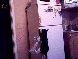 cats fridge GIF