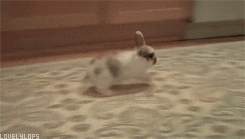 rabbit hopping GIF