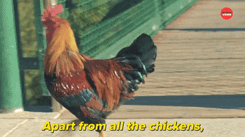 Chicken Puppies GIF by BuzzFeed