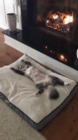 Video gif. A fluffy cat stretches out on his back on a big bed in front of a toasty fireplace and gently flicks his tail in contentment.