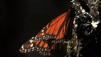 butterfly monarch GIF by Nat Geo Wild