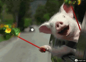 Funny Pig GIFs - Get the best GIF on GIPHY