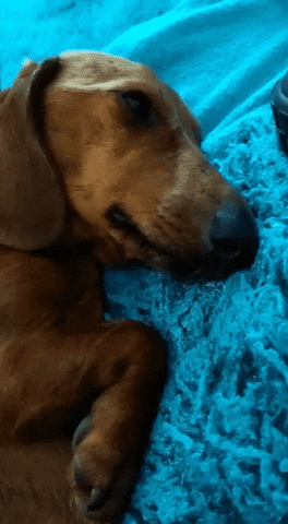 Sleepy Sausage Dog GIF
