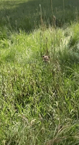 WoofWell GIF