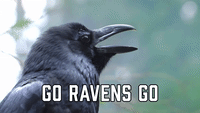 Go Ravens Go