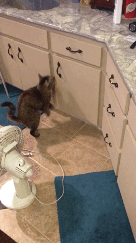 https://media1.giphy.com/media/DTpyl3QtHDoOI/giphy.gif?cid=3640f6095c7e578b4d71376d4db25c23