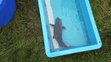 Real Caviar GIF