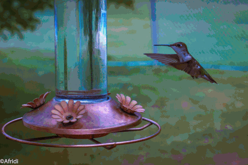 hummingbird