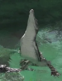 swamp people wiggle GIF