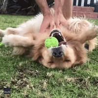 Game, Set and Scratch: Golden Retriever Can't Let Go of Tennis Ball During Blissful Belly Rub