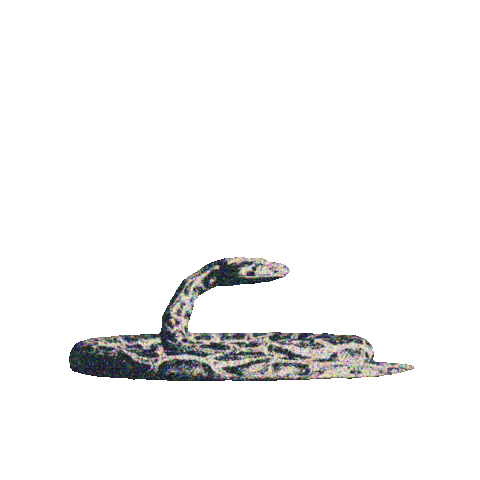 Snake Spider Sticker by YOUNG STONER LIFE RECORDS