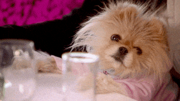 Real Housewives Television GIF