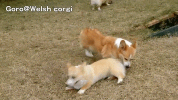 https://media1.giphy.com/media/DXyVX7jnGBNPa/200.gif