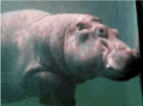 barrel roll swimming GIF