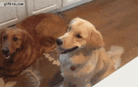 25 GIFs of Dogs Who Failed Super Hard (But We Love Them Anyway) - BARK Post
