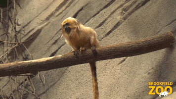Monkey Observing GIF by Brookfield Zoo