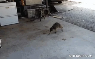 cat running GIF cat running GIF