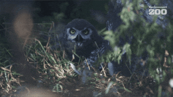 Blinking Snowy Owl GIF by Korkeasaari Zoo