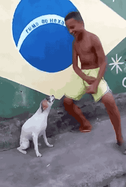 Dog Brazil GIF - Find & Share on GIPHY