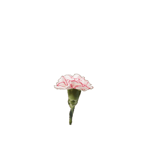 Makkila Sticker by makkilarestaurante