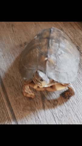 Pet GIF