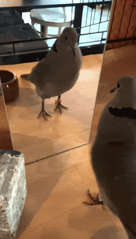 Pigeon GIF