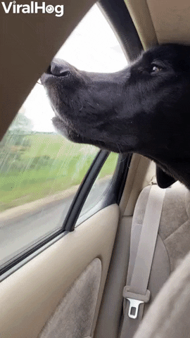 Dog Grabs Smells During Car Ride GIF by ViralHog