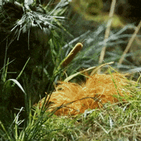jim henson creatures GIF by SYFY