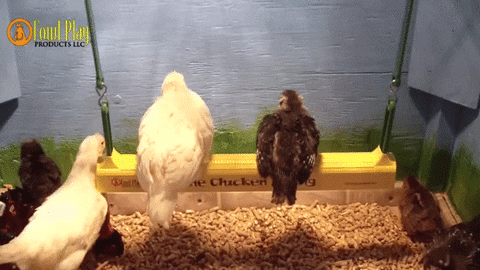 huśtawka z kurczaka GIF