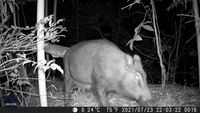 Things That Go 'Oink' in the Night... Boar Family Spotted on Nighttime Stroll